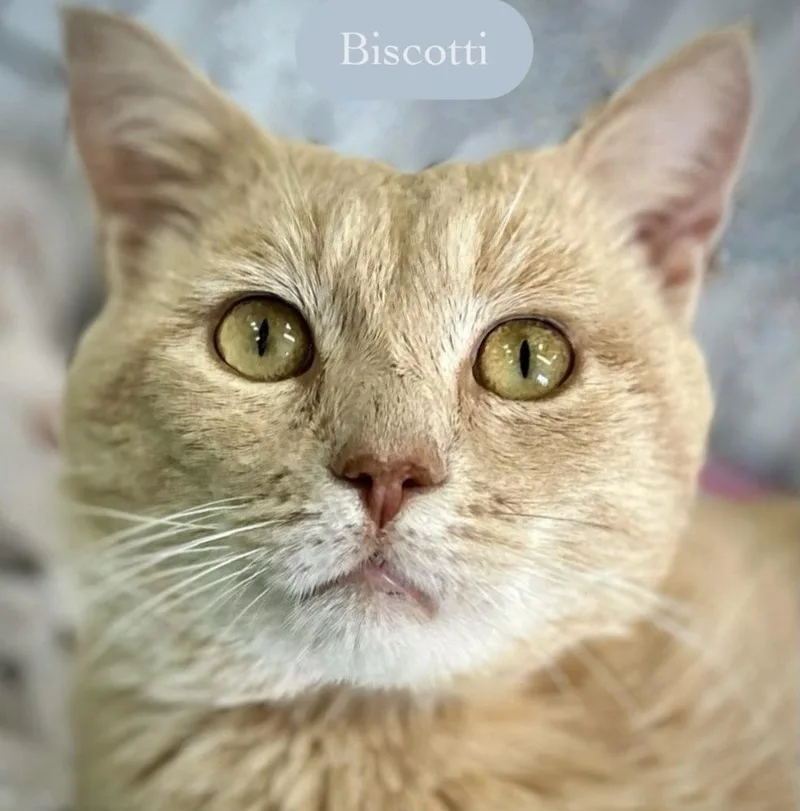Biscotti thumbnail 2