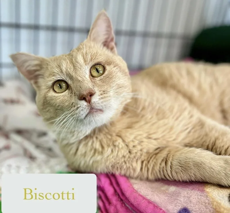Biscotti thumbnail 3