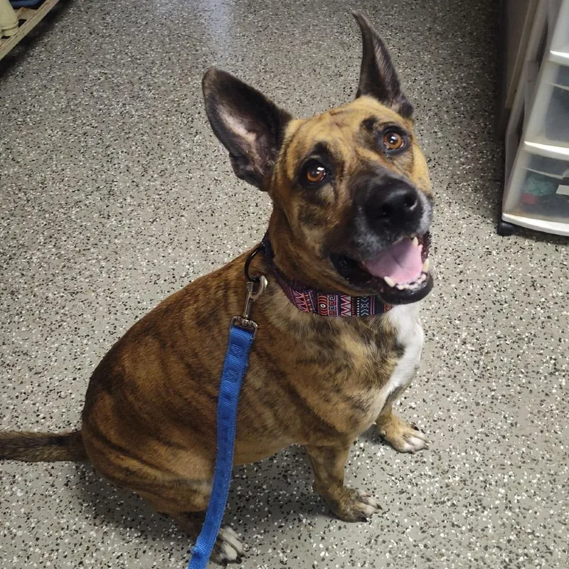 An adult medium-sized female Boxer dog named Gunny for adoption in Norfolk, NE