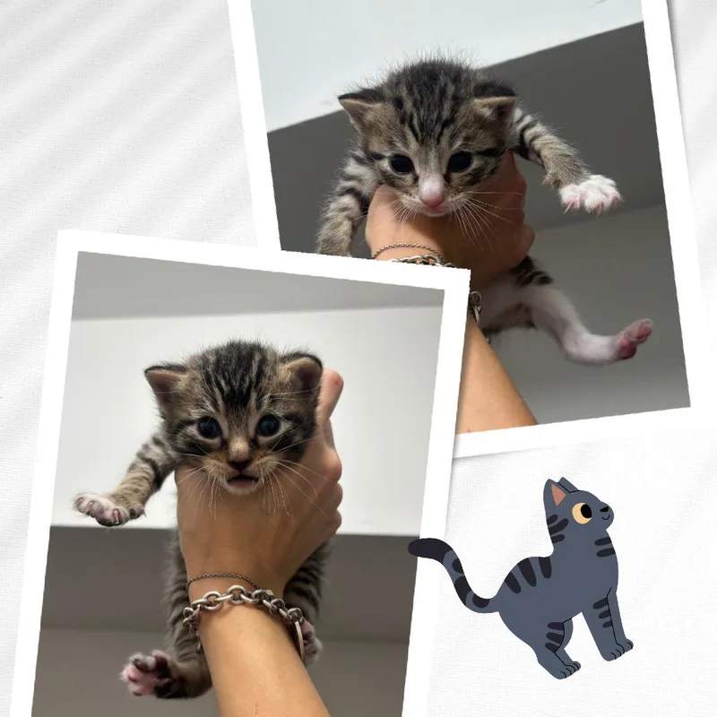 A baby small-sized male Brown / Chocolate Domestic Short Hair cat named Grant for adoption in Middle Village, NY