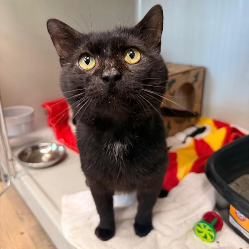 An adult large-sized male Black Domestic Short Hair cat named Grackle for adoption in Saint Charles, MO
