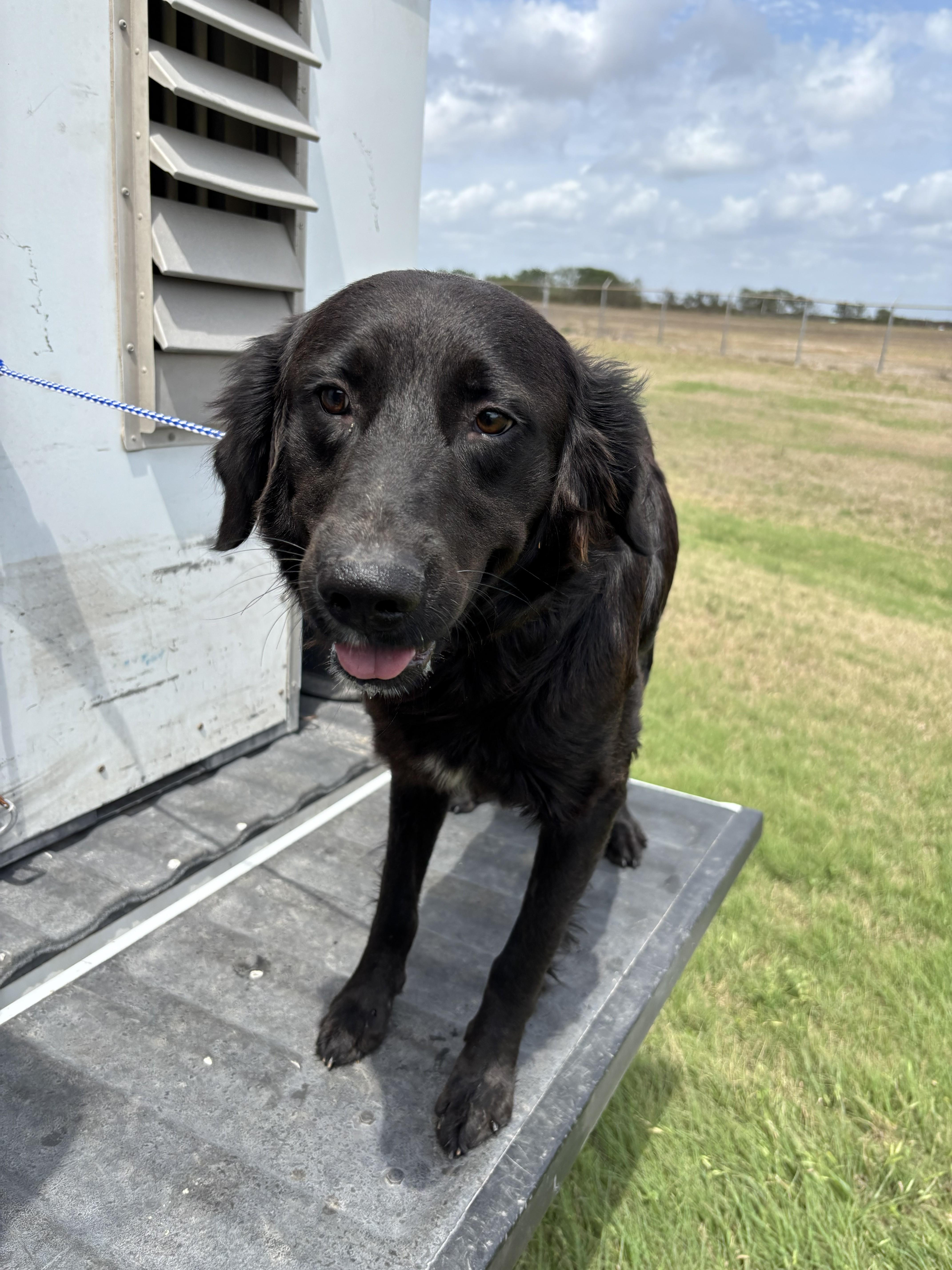 An adult medium-sized male Black Labrador Retriever dog named Phil  On Hold for adoption in Edna, TX
