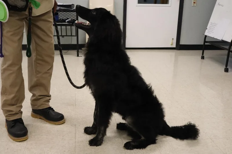 A young medium-sized male Labrador Retriever dog named Storm Shadow for adoption in Goshen, KY