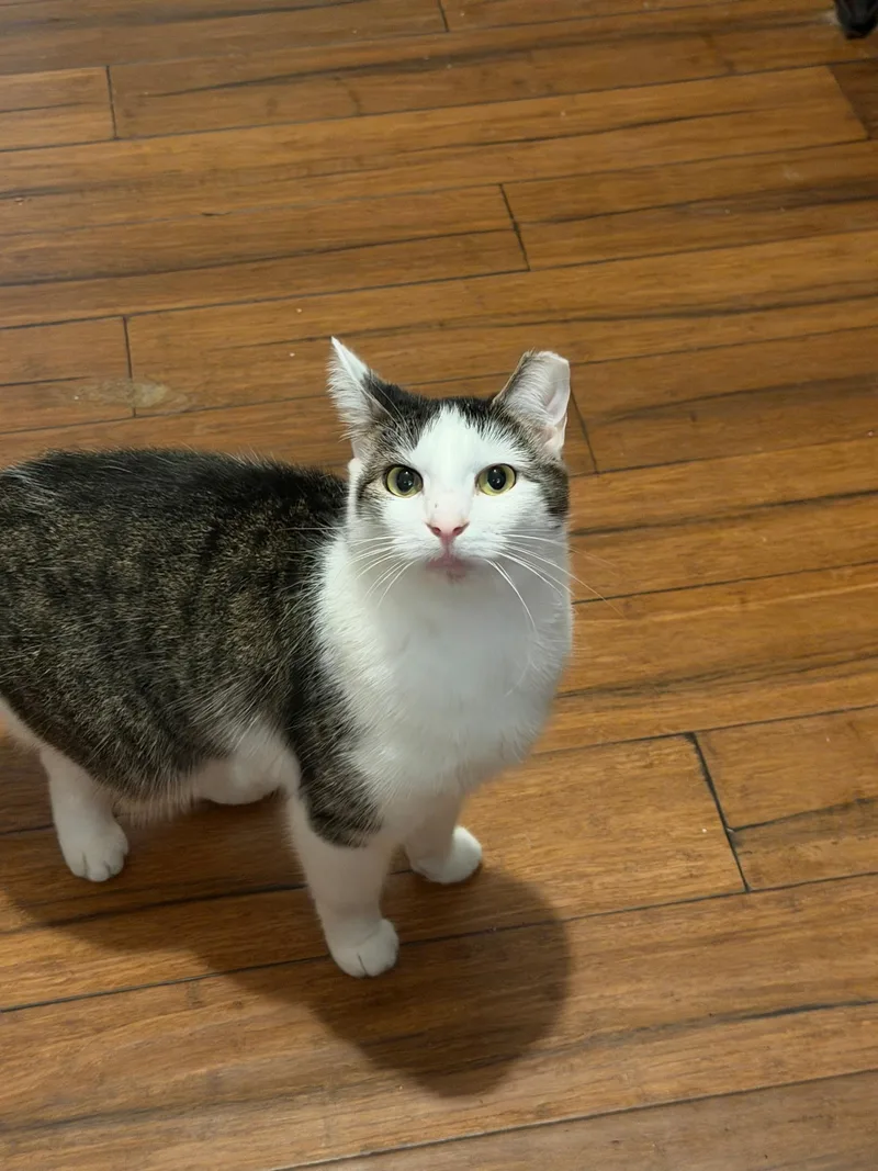 An adult medium-sized male Domestic Short Hair cat named Chowder for adoption in Easley, SC