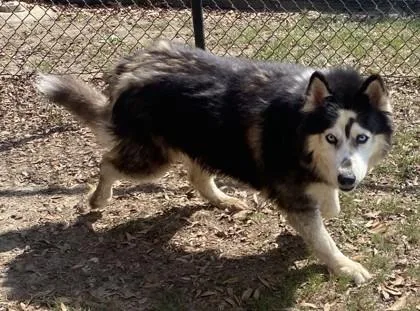 An adult large-sized female Siberian Husky dog named Catalina for adoption in Conway, SC