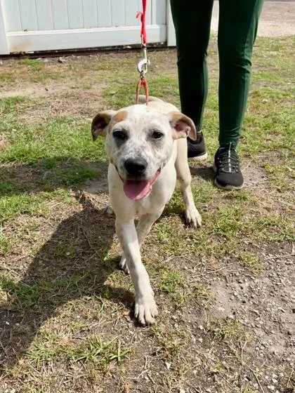 A baby medium-sized female White / Cream Mixed Breed dog named Bloom for adoption in Fernandina Beach, FL