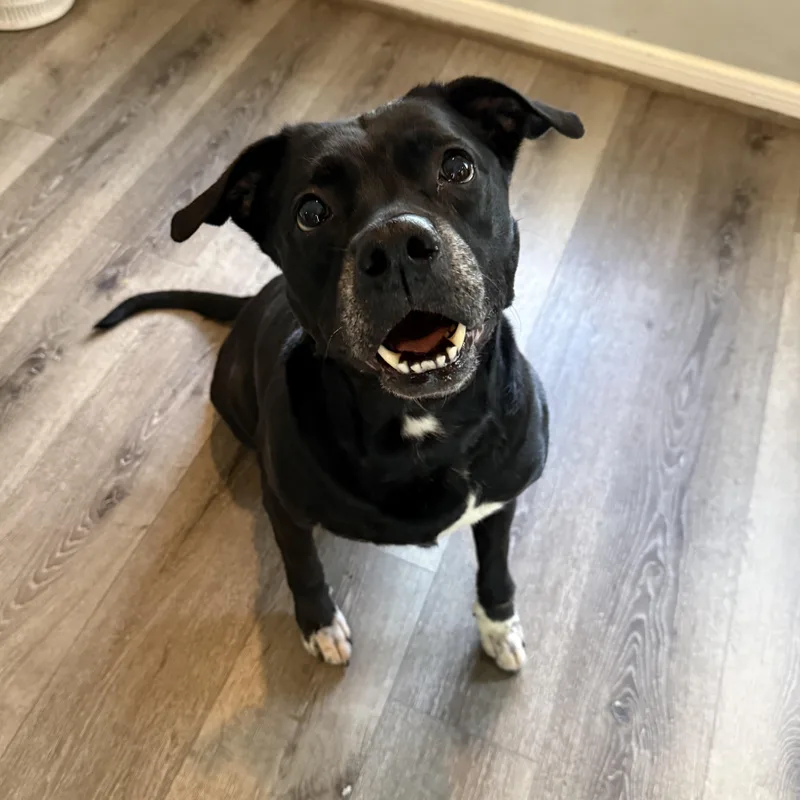 A senior medium-sized female Black American Staffordshire Terrier dog named Xena for adoption in Conroe, TX