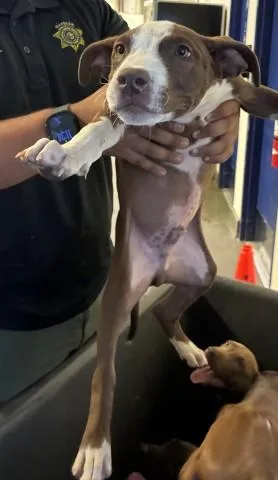 A baby small-sized male Pit Bull Terrier dog named Donky for adoption in Bakersfield, CA