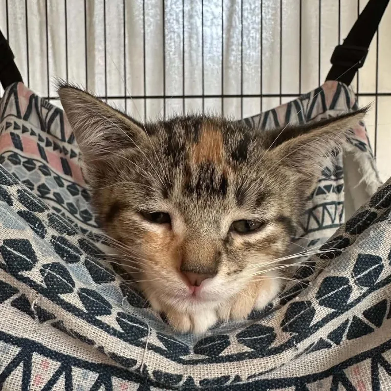 A baby small-sized female Torbie Domestic Short Hair cat named Fern for adoption in Grand Rapids, MI
