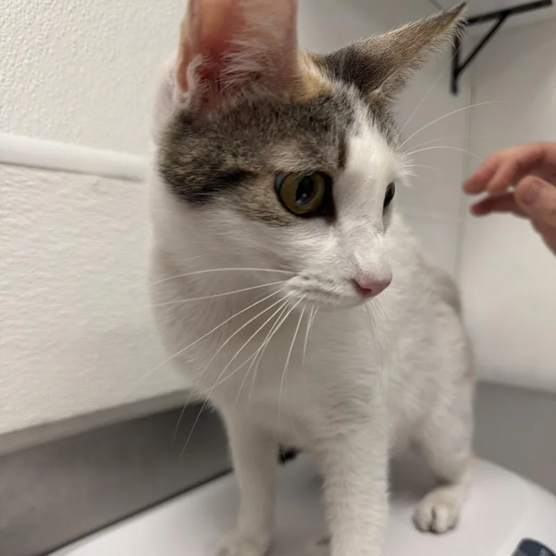 An adult medium-sized female Calico Domestic Medium Hair cat named Dulce for adoption in Henderson, NV