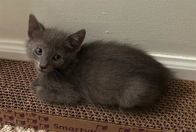 A baby small-sized male Domestic Short Hair cat named Artie for adoption in Peoria, IL