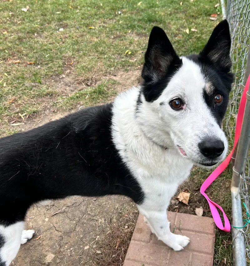 Indiana Bones thumbnail 2