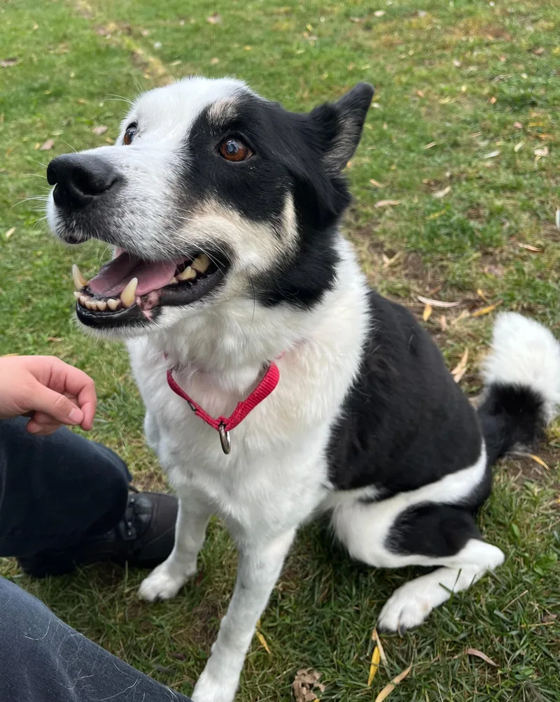 Indiana Bones thumbnail 3