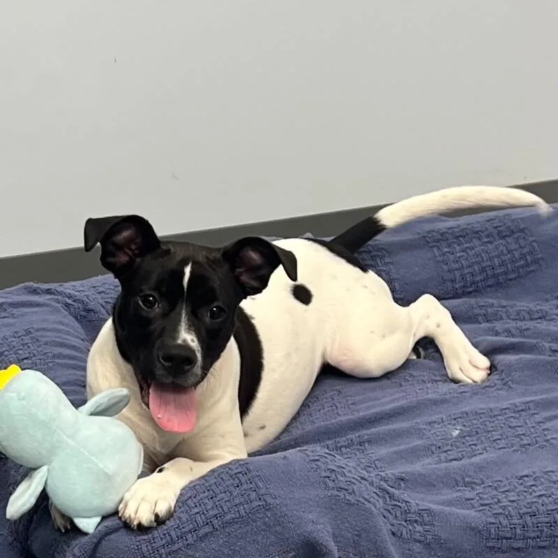 A young medium-sized female Mixed Breed dog named Finlay for adoption in Roanoke, VA