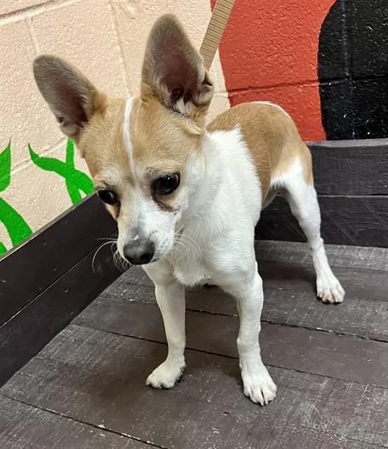 A young small-sized male Chihuahua dog named Pepperoncini for adoption in Castaic, CA