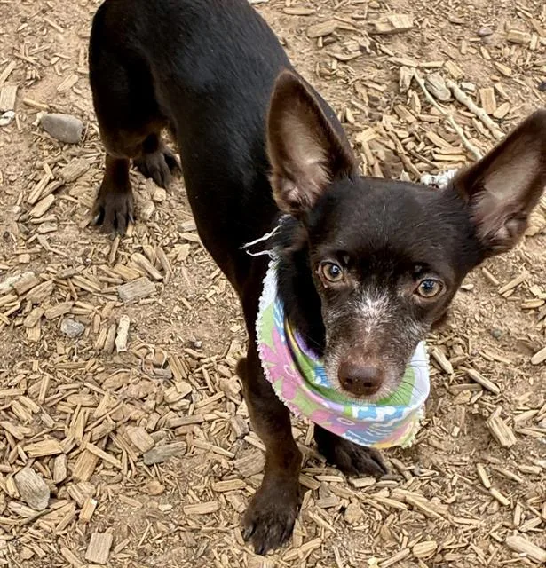 A young small-sized male Chihuahua dog named Pastrami for adoption in Albuquerque, NM