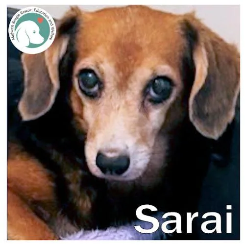 Sarai thumbnail 4