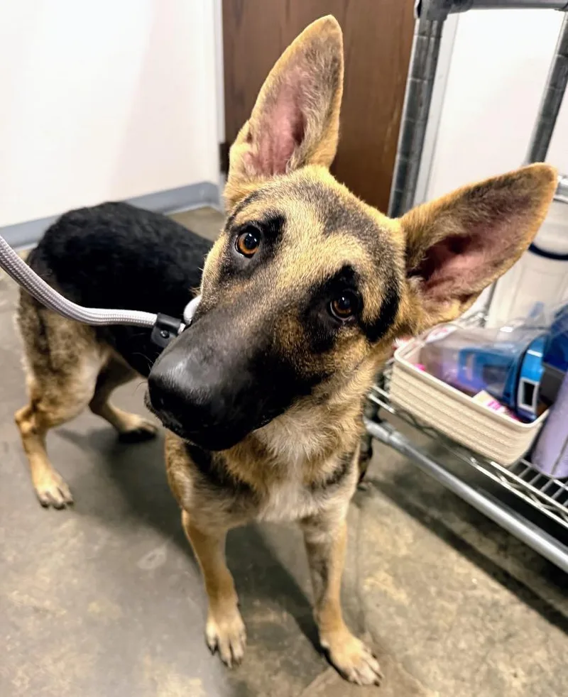 A young medium-sized male German Shepherd Dog dog named Bark Vadar for adoption in Denham Springs, LA