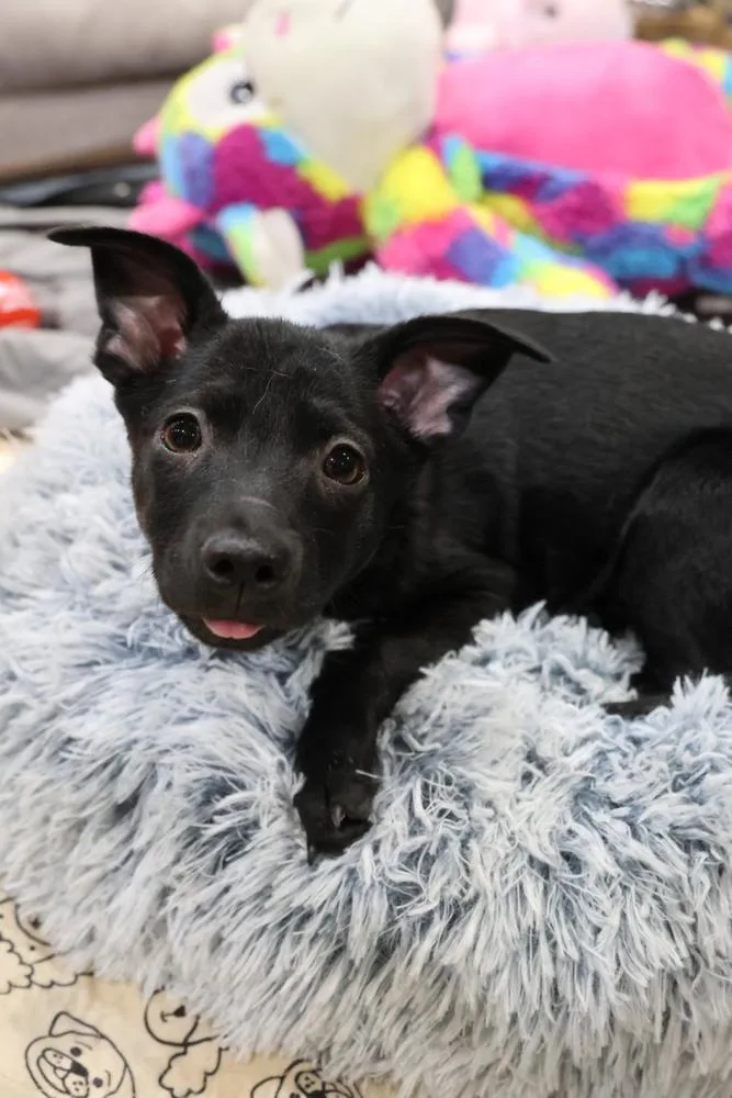 A baby small-sized female Black Chihuahua dog named Winly for adoption in Tucson, AZ