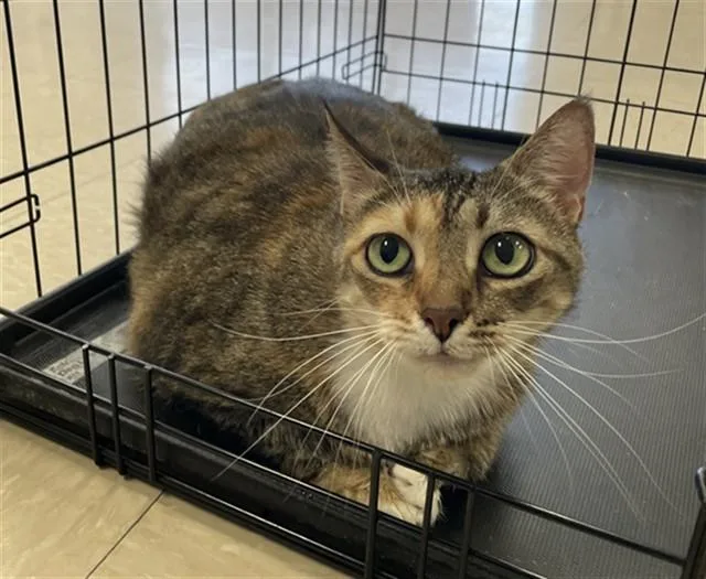 A young large-sized female Domestic Short Hair cat named Fig for adoption in Killeen, TX
