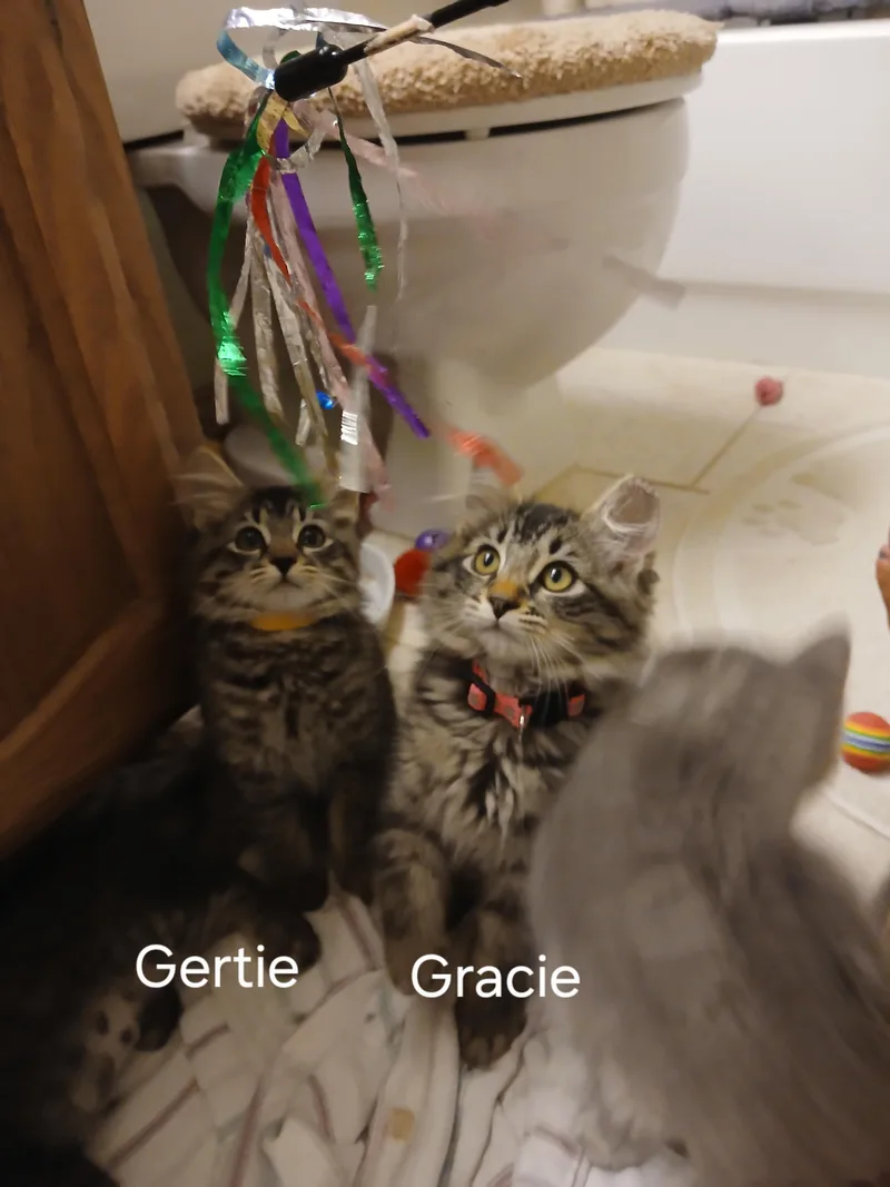 A baby small-sized female Gray / Blue / Silver Domestic Medium Hair cat named Gracie for adoption in Elk Grove, CA