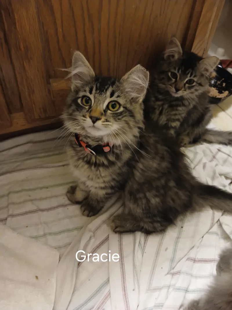 Gracie thumbnail 2