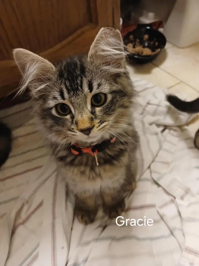 Gracie thumbnail 3