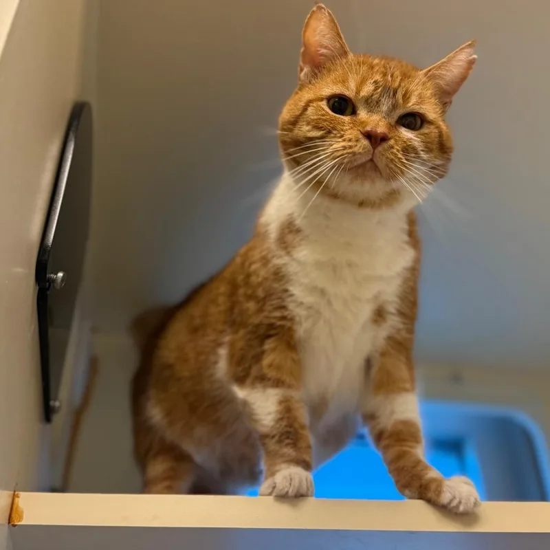 Grandpa Garfield thumbnail 2