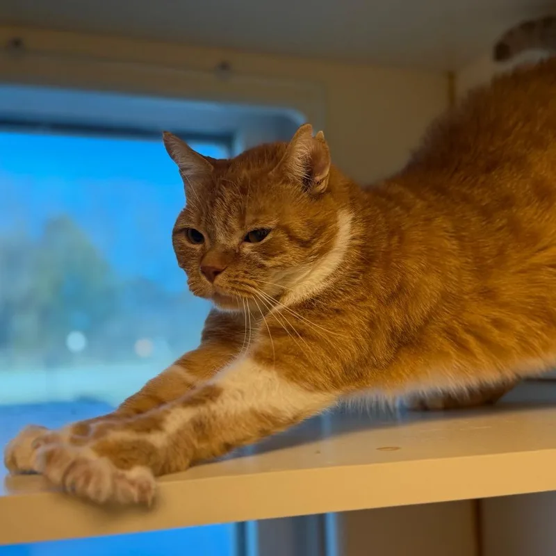 Grandpa Garfield thumbnail 3