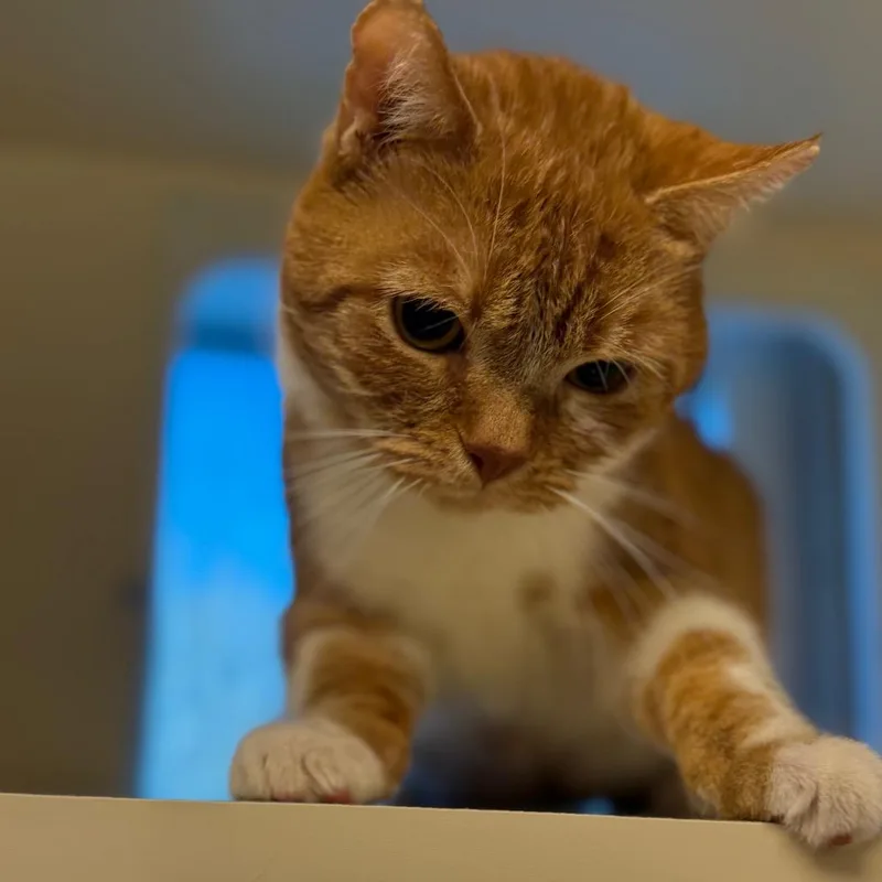 Grandpa Garfield thumbnail 4