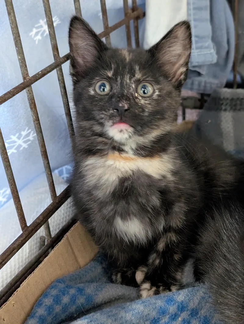 Cinnamon