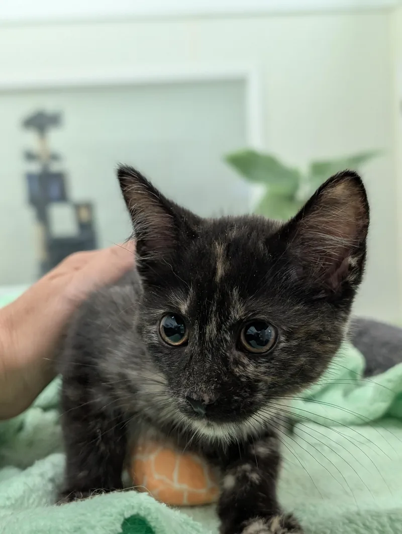 Cinnamon thumbnail 3