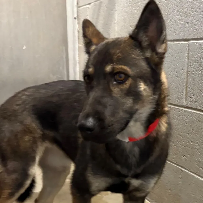 An adult medium-sized female Black Shepherd dog named Ria for adoption in Yuma, AZ