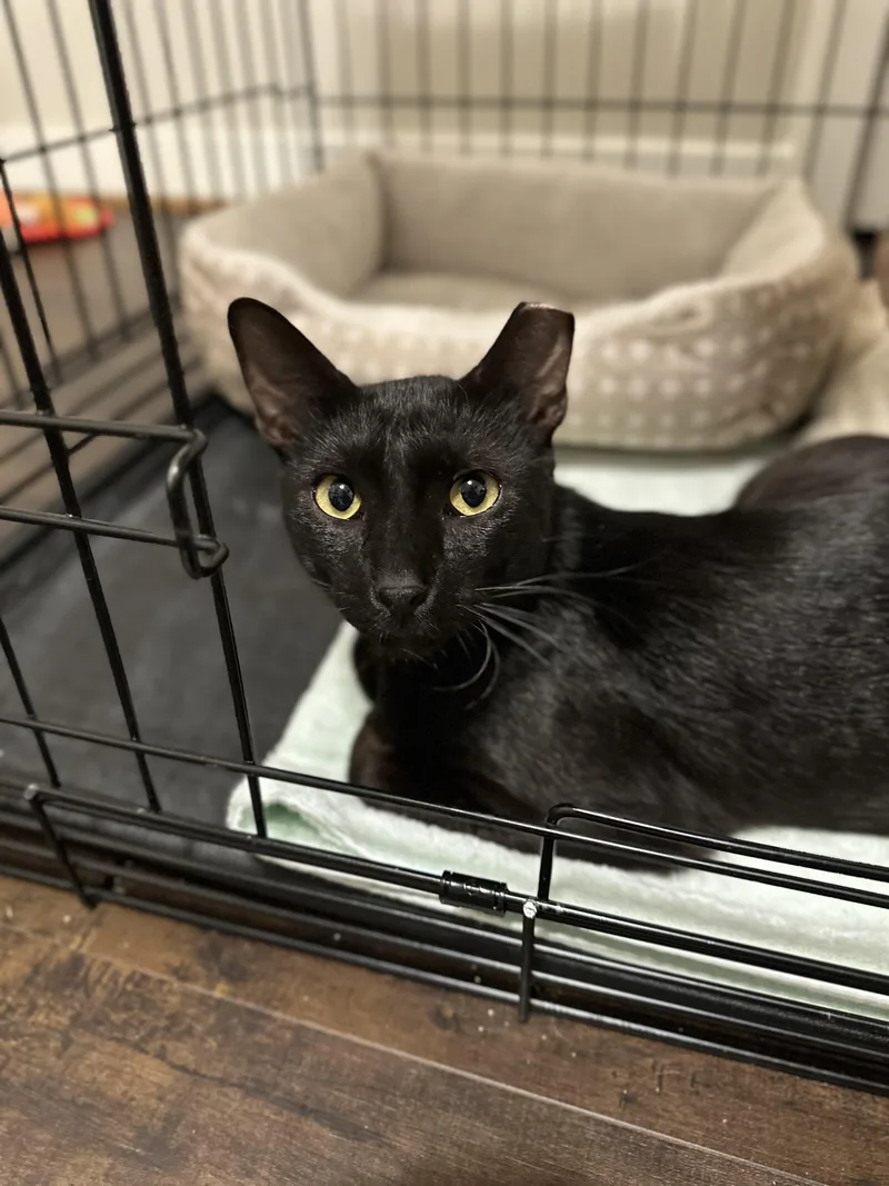 An adult medium-sized male Black American Shorthair cat named Raj for adoption in Houston, TX