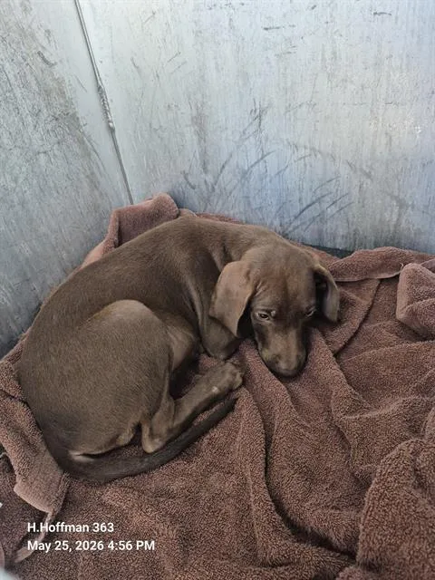 A baby small-sized male Labrador Retriever dog named Brownie for adoption in San Antonio, TX