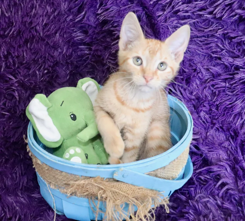 A baby medium-sized male Tabby (Orange / Red) Tabby cat named Basil for adoption in Saint Augustine, FL
