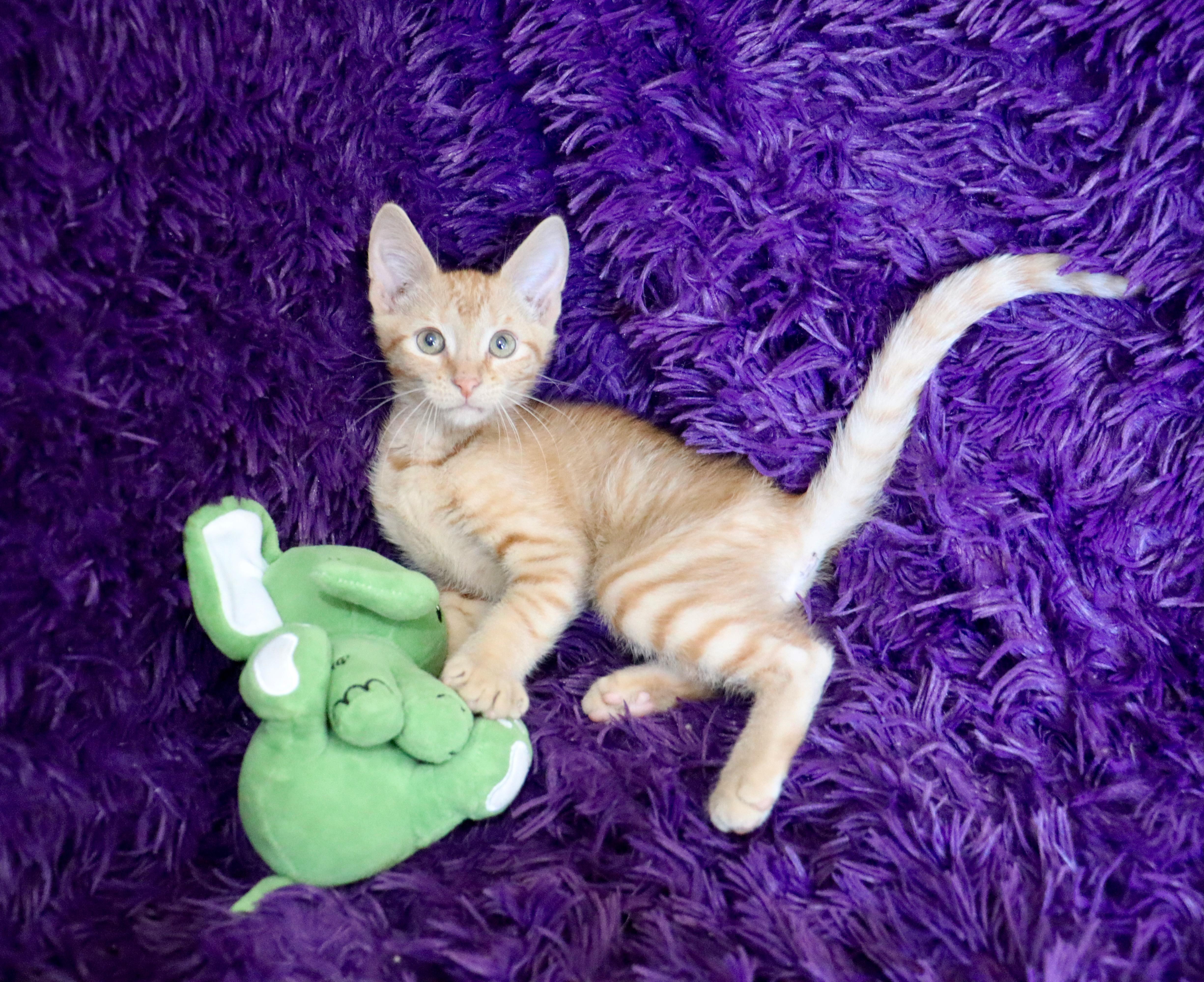 Basil thumbnail 4