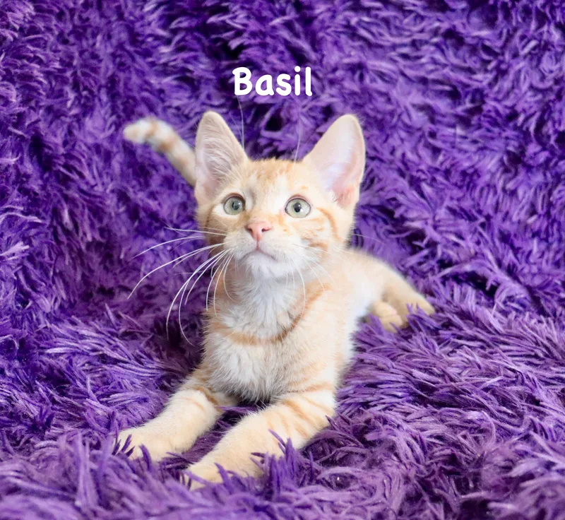 Basil thumbnail 5