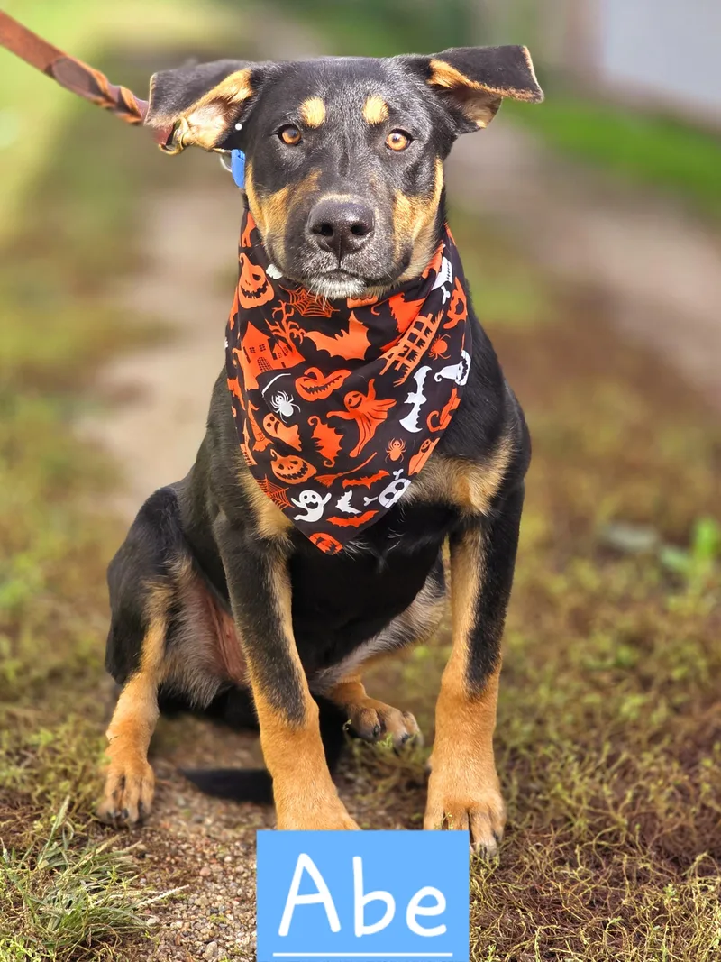 A baby large-sized male German Shepherd Dog dog named Abe for adoption in Walthill, NE