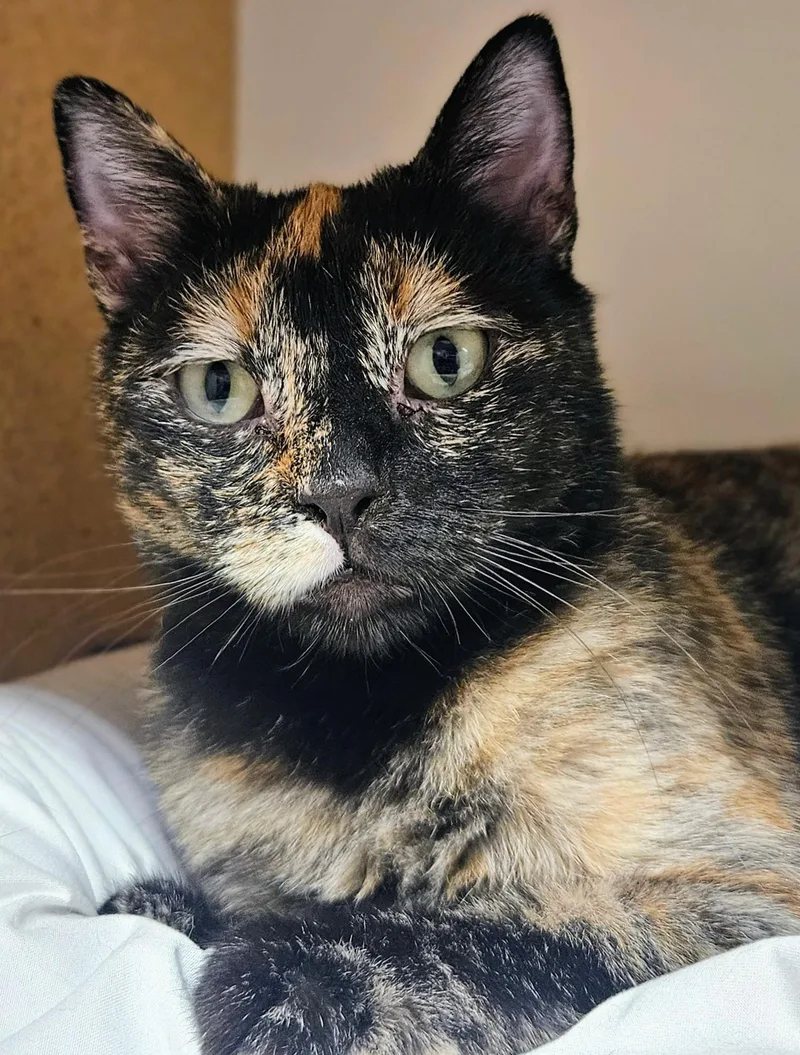 Mercedez Rancho Cucamonga