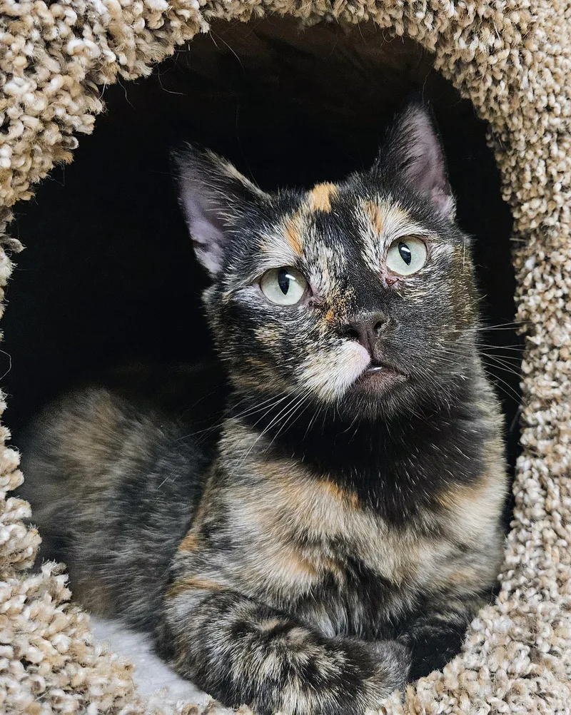 Mercedez  Rancho Cucamonga thumbnail 2