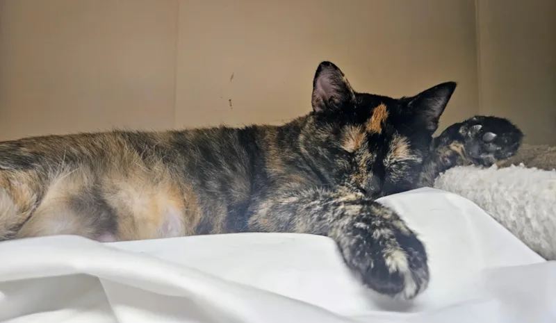 Mercedez  Rancho Cucamonga thumbnail 3