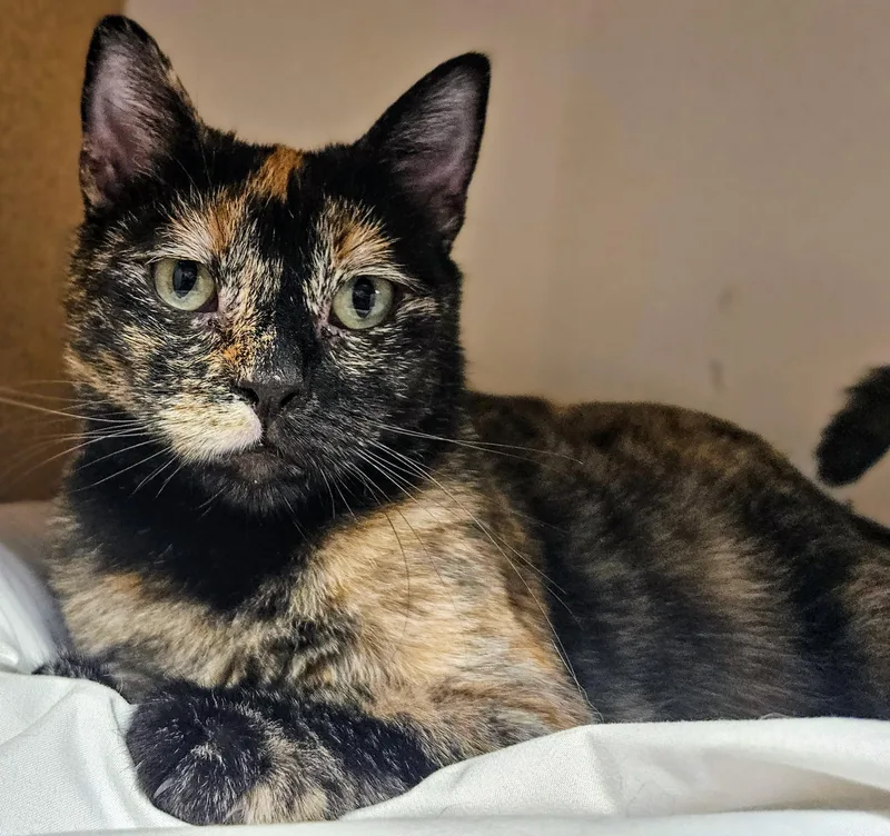 Mercedez  Rancho Cucamonga thumbnail 4