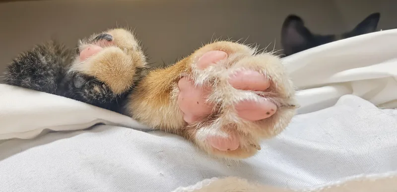 Mercedez  Rancho Cucamonga thumbnail 5