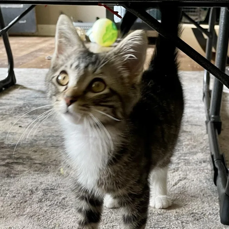 A baby medium-sized male Tabby (Gray / Blue / Silver) Domestic Short Hair cat named Pepino for adoption in Springfield, MO