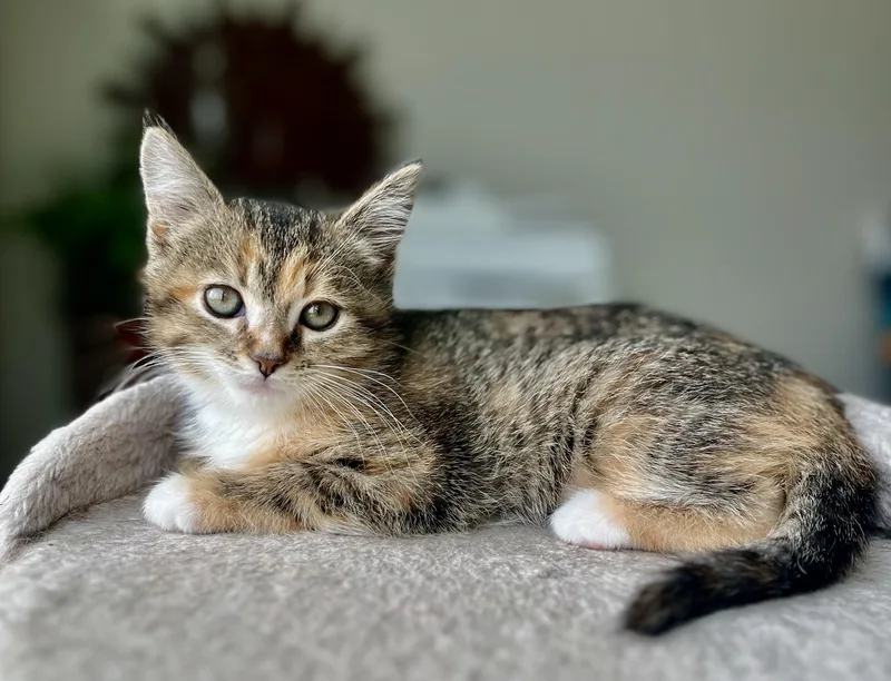 A baby medium-sized female Tabby (Buff / Tan / Fawn) Domestic Medium Hair cat named Riley for adoption in Toledo, OH