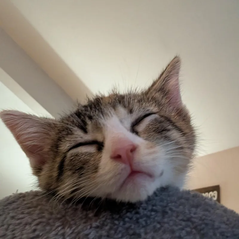 A baby medium-sized male Tabby (Gray / Blue / Silver) Domestic Short Hair cat named Cookie for adoption in Bordentown, NJ