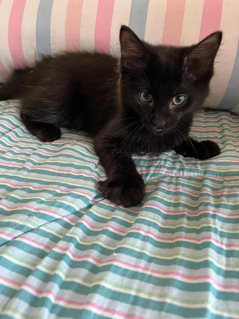 A baby medium-sized male Black Domestic Short Hair cat named Raven for adoption in Fincastle, VA