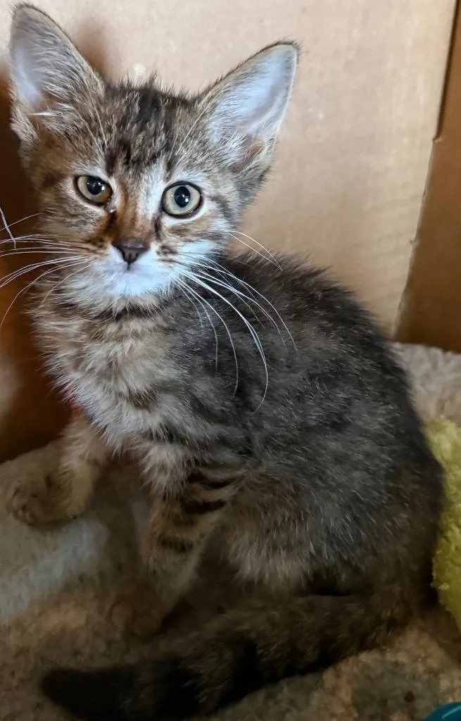 A baby medium-sized female Domestic Short Hair cat named Mae for adoption in Mountain Home, AR