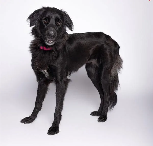 An adult large-sized female Mixed Breed dog named Palomino for adoption in Austin, TX